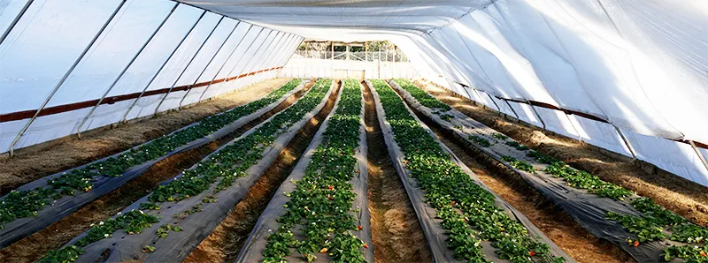strawberry-farm