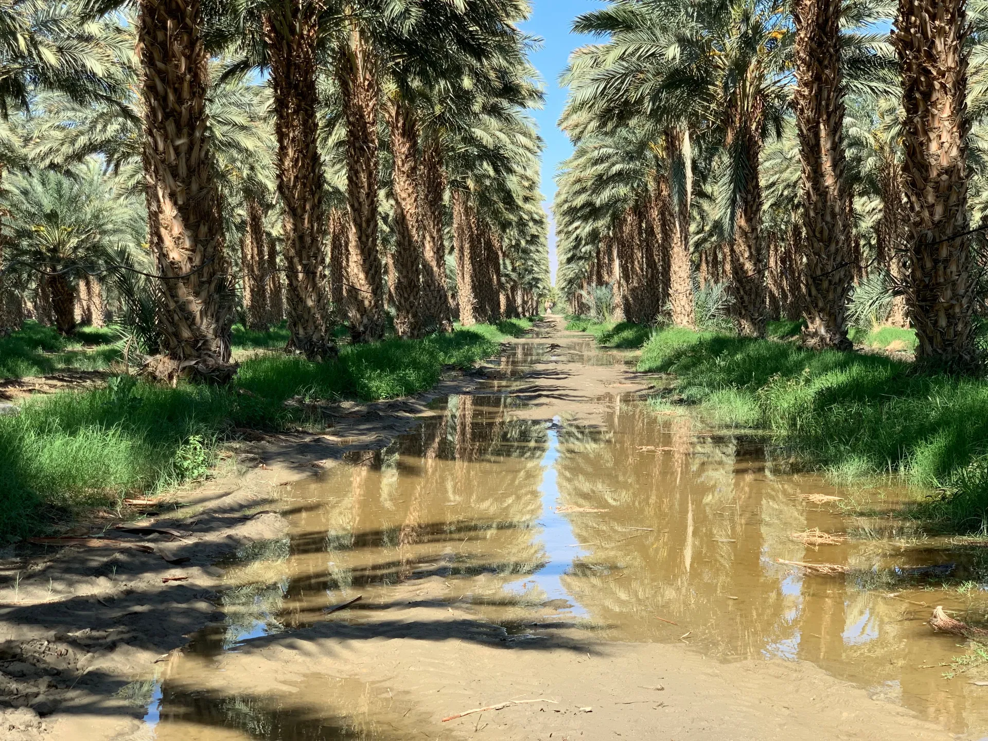 Rows of date palms