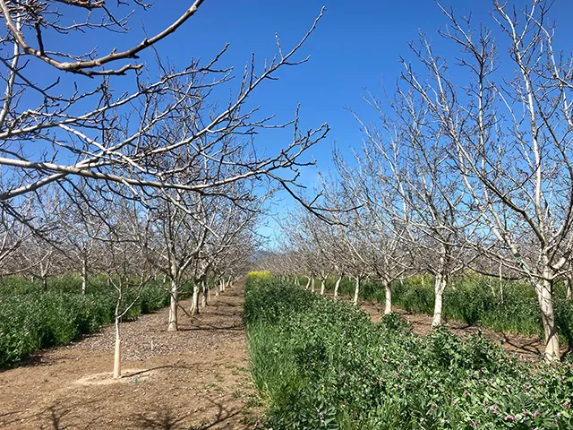 Two rows of walnut trees with green cover crop growing between the rows.