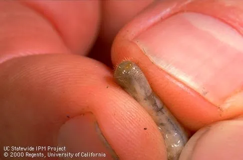 The posterior end of a white grub held between fingers. Credit. J.K. Clark