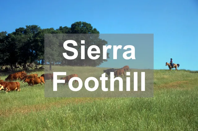 Sierra Foothill