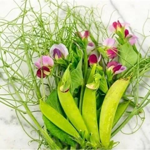 Pea Image 4
