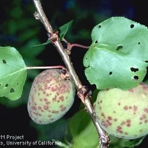 Leaves with round holes in them and green fruit with red spots on them.