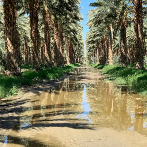 Rows of date palms