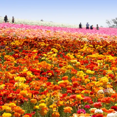 Ranunculus flowers at The Flower Fields in Carlsbad