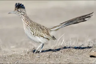 Adult Roadrunner © 2008 R.L Sivaprasad