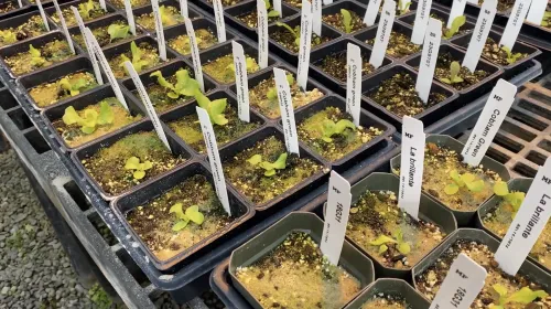 Lettuce seedlings in a tray with white plastic identification tags for each seedling