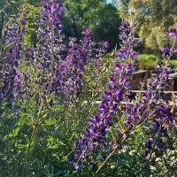 Purple flowers